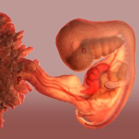 Baby Fetus 5 Weeks